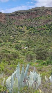 GC-Caldera de Bandama 2026-059.jpg